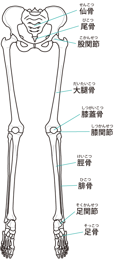 下肢の骨格