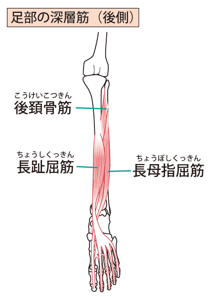 足部の深層筋イラスト